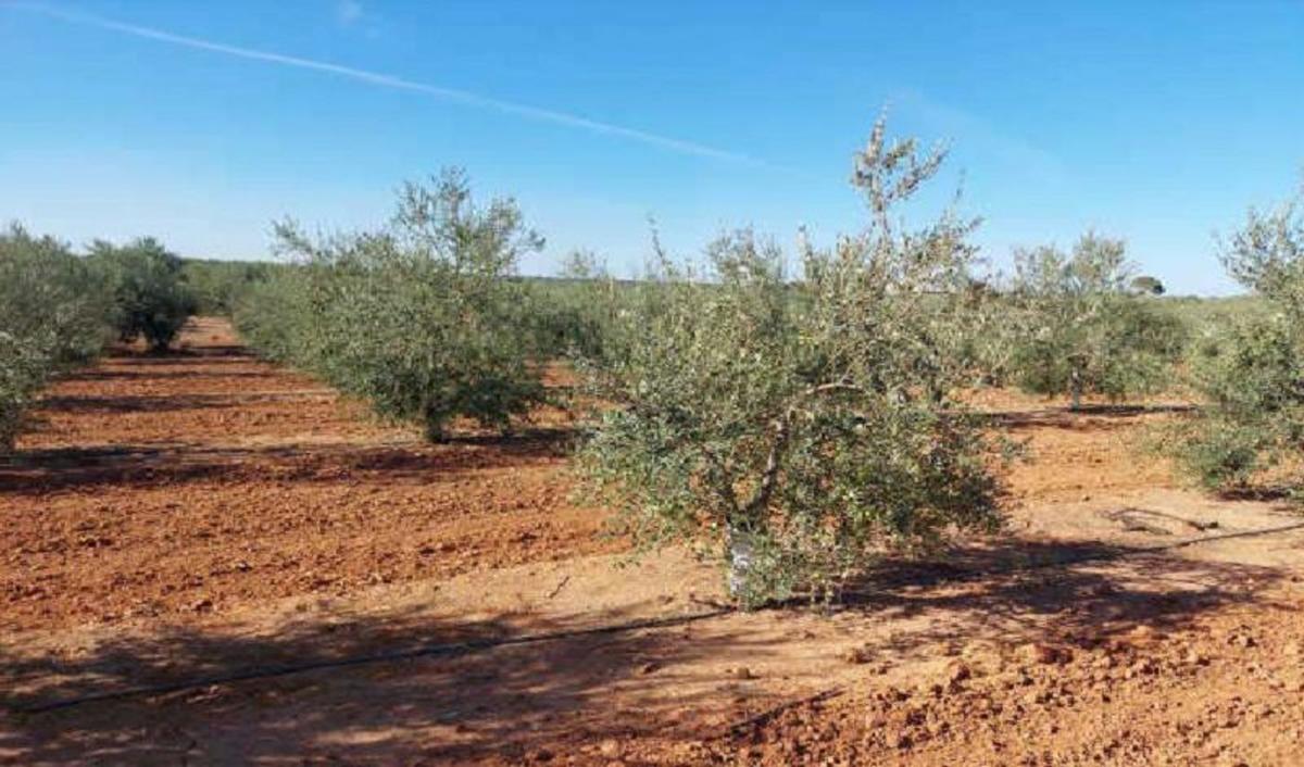 Участок земли на продажу в Арахал, Севилья photo 5