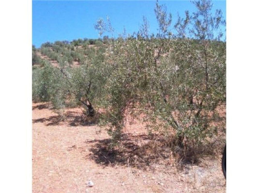Terreno en venta en Moron de la Frontera, Sevilla photo 1