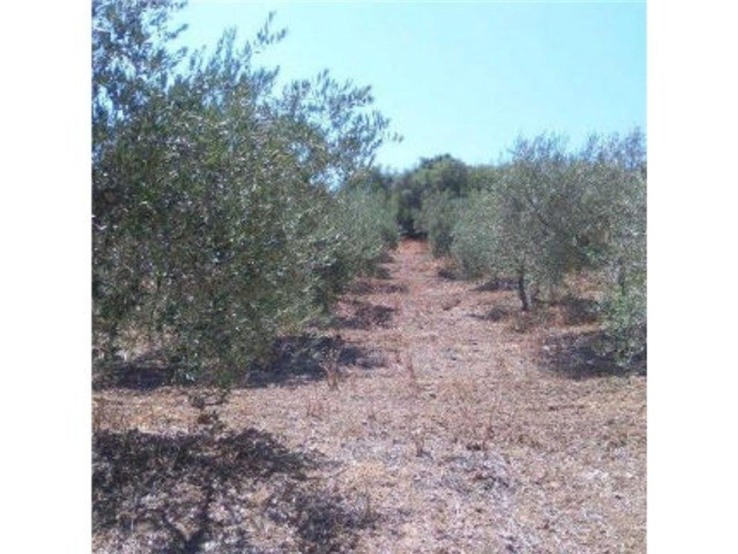 Terreno en venta en Moron de la Frontera, Sevilla photo 2