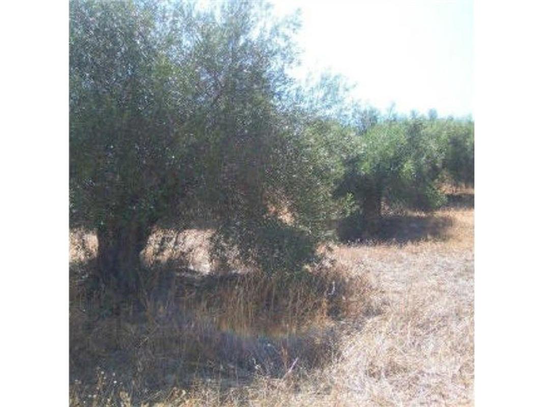 Terreno en venta en Moron de la Frontera, Sevilla photo 3