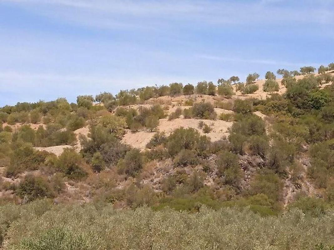 Terreno en venta en Moron de la Frontera, Sevilla photo 1