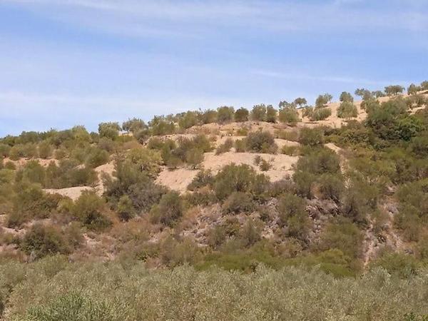 Terreno en Vereda Ancha, Moron de la Frontera photo 1