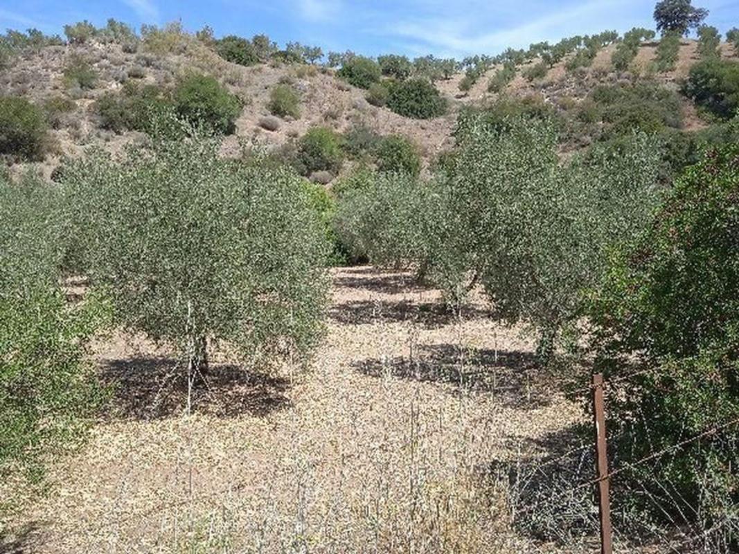Terreno en venta en Moron de la Frontera, Sevilla photo 2