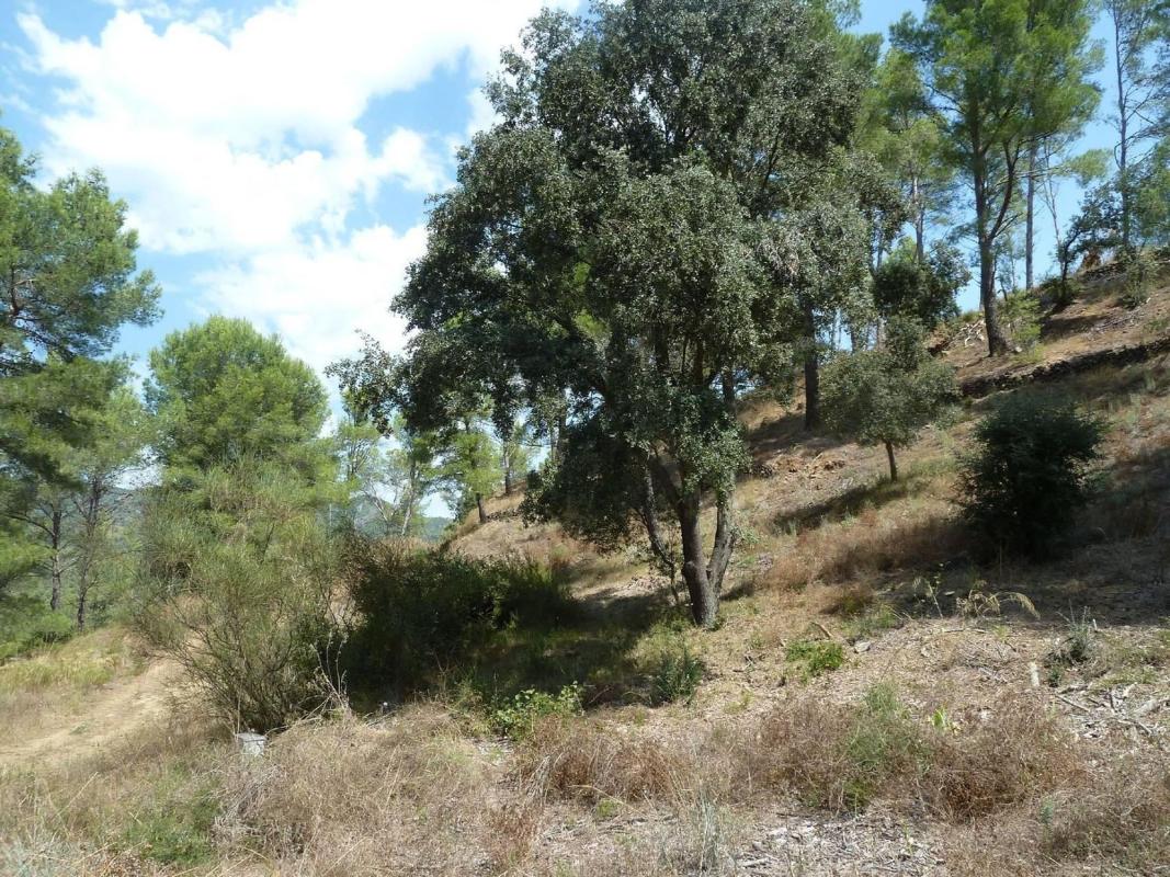Terreno en venta en Riudecanyes, Tarragona photo 5