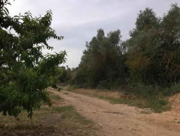 Terreno en Calle de Bonaire, Mora d'Ebre photo 3