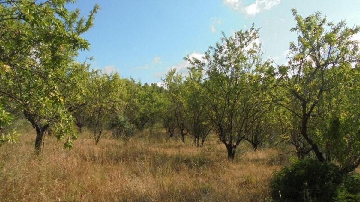 Land for sale in Guiamets (Els), Tarragona photo 4