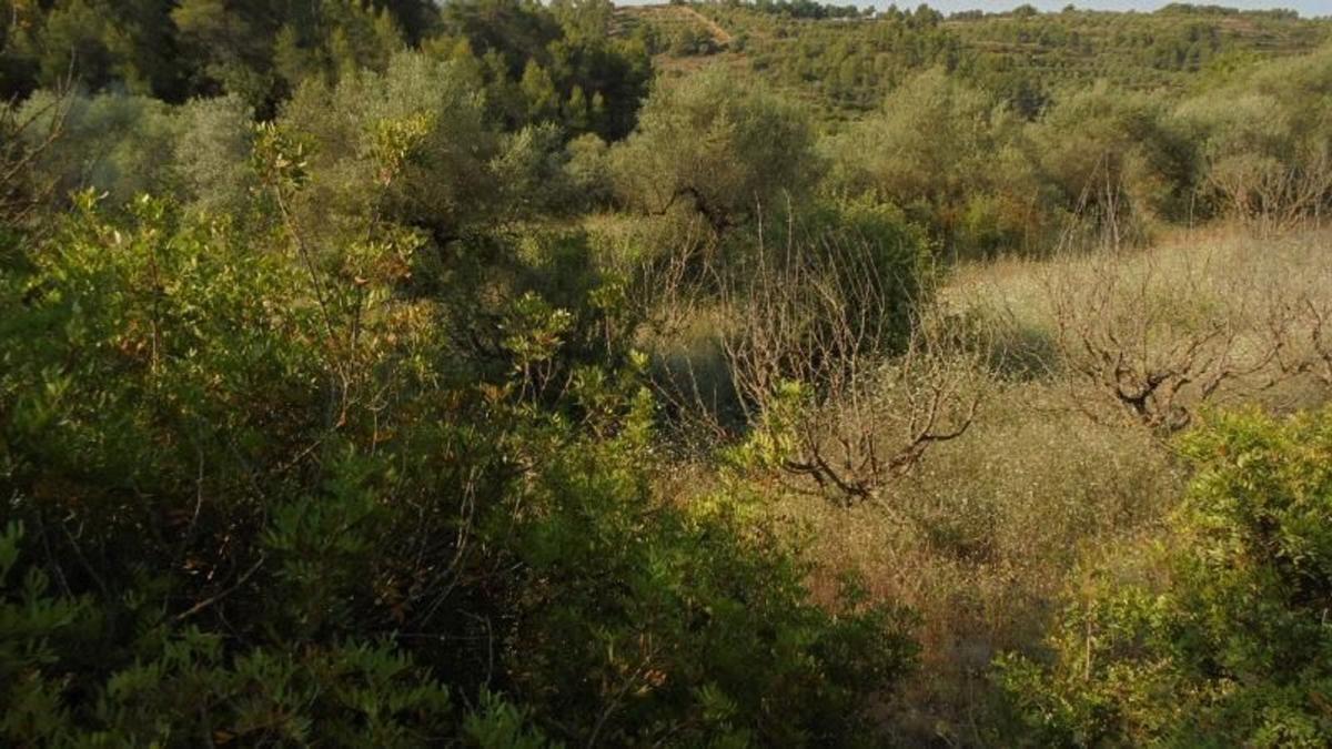 Land for sale in Guiamets (Els), Tarragona photo 5