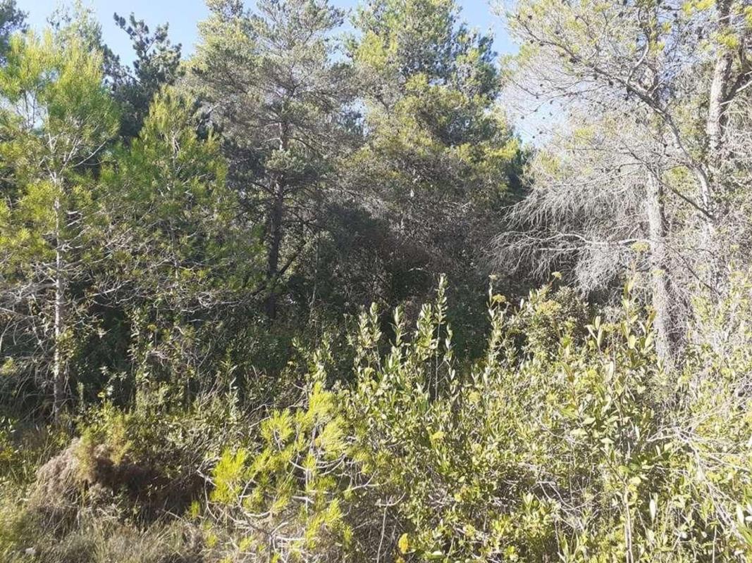 Land for sale in Mont-Ral, Tarragona photo 2