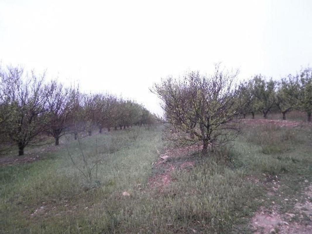 Land for sale in Aldover, Tarragona photo 3