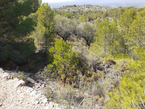 Terreno en T-301, 53, Bítem, Tortosa thumbnail 1