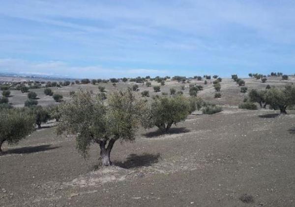 Terreno en Vía, 16, Alameda de la Sagra photo 1