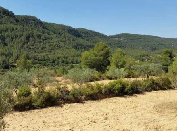 Terreno en Camino Corbera s/n, Quesa thumbnail 1