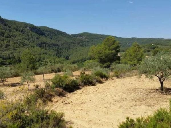 Terreno en Camino Corbera s/n, Quesa photo 3