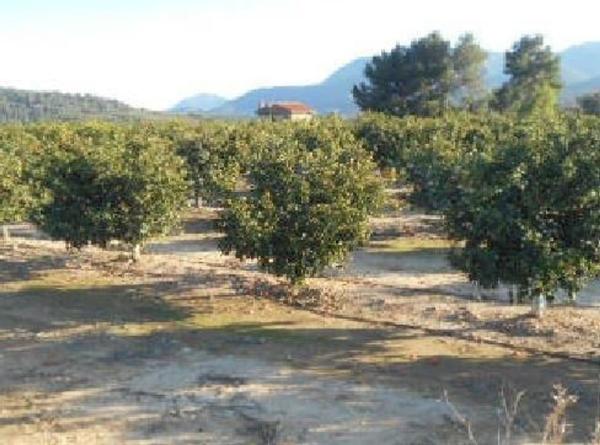 Terreno en Calle Sant Vicent Ferrer, Algimia de Alfara photo 4