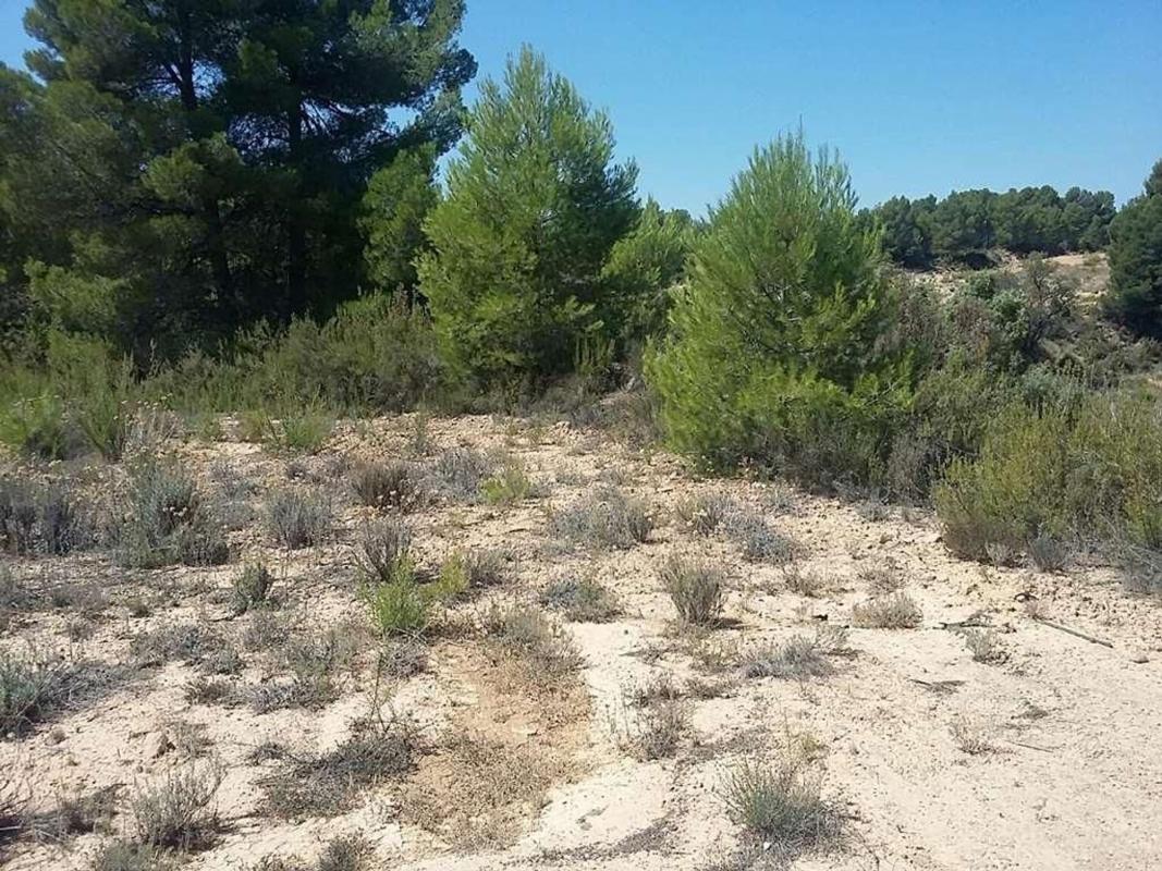 Land for sale in Aras de los Olmos, Valencia photo 2