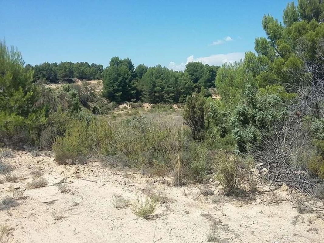 Land for sale in Aras de los Olmos, Valencia photo 3