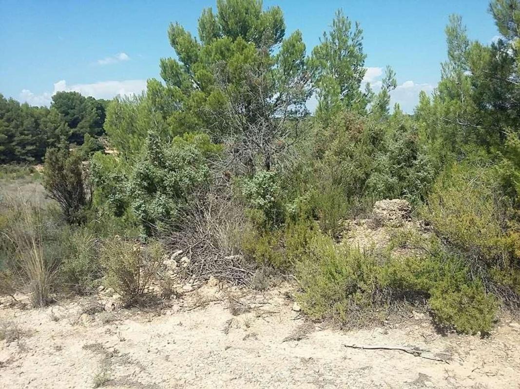 Land for sale in Aras de los Olmos, Valencia photo 4
