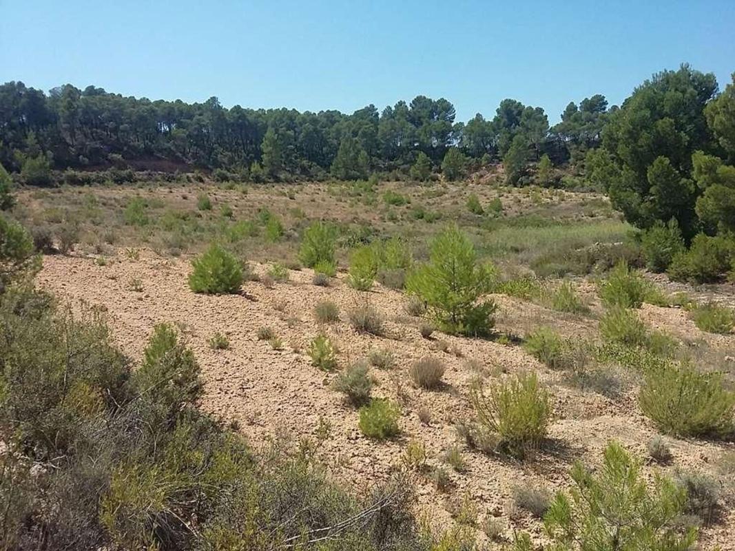 Land for sale in Aras de los Olmos, Valencia photo 5