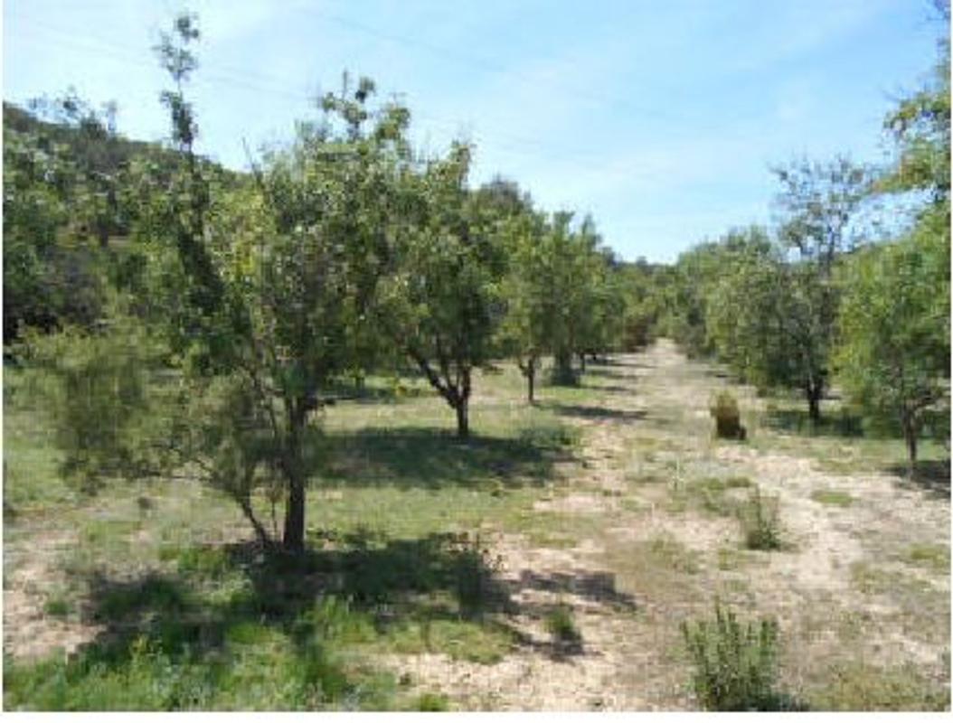 Terreno en venta en Algimia de Alfara, Valencia photo 3