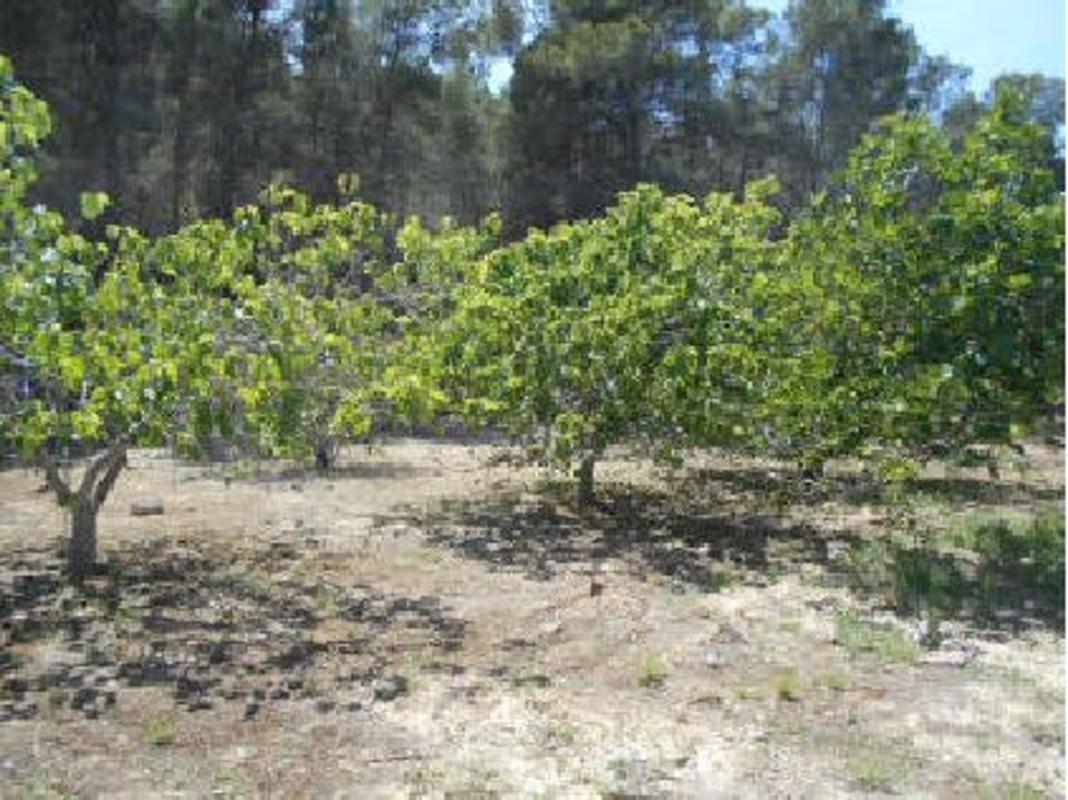 Terreno en venta en Algimia de Alfara, Valencia photo 4
