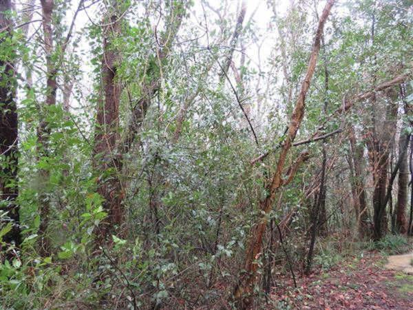 Terreno en Aritz Bidea, Mungia photo 4