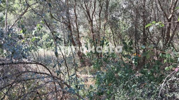 Terreno en Calle Capricornio, Montgó - Ermita, Jávea/Xàbia photo 1