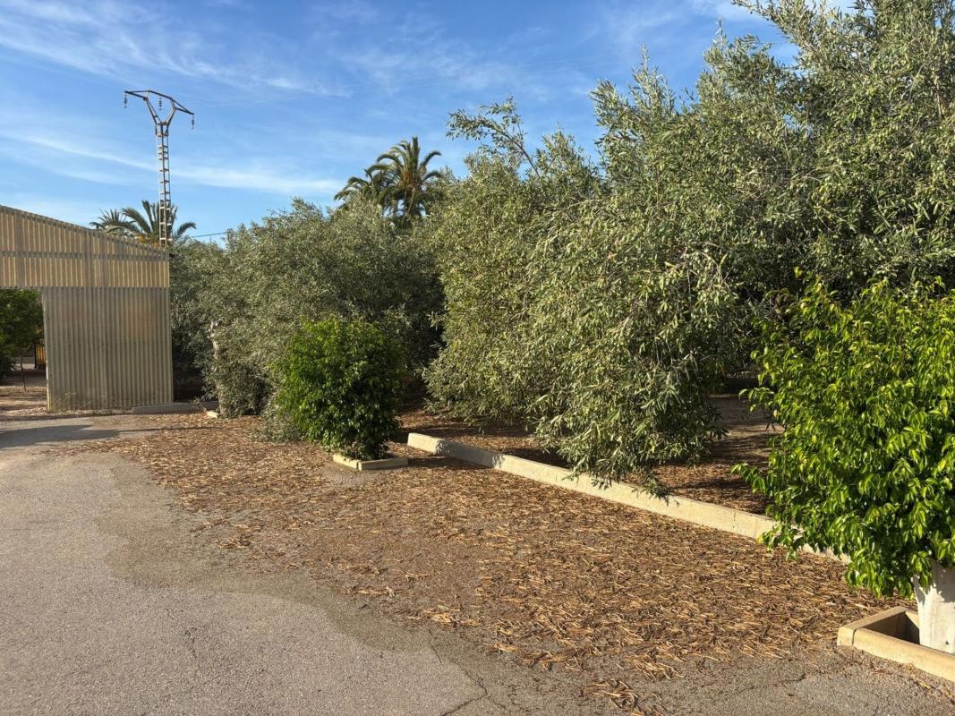 Land for sale in Elche / Elx, Alicante photo 2
