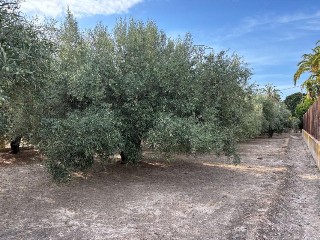 Land for sale in Elche / Elx, Alicante photo 4