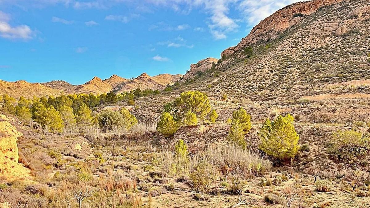 Land for sale in August, Alicante photo 5