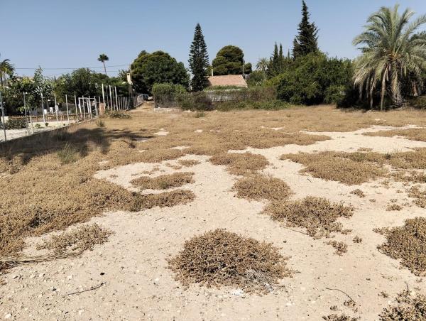 Terreno en Crevillente photo 1