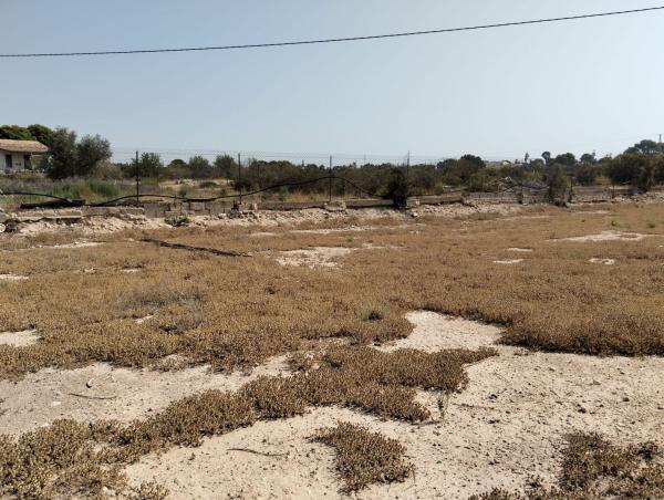 Terreno en Crevillente photo 3