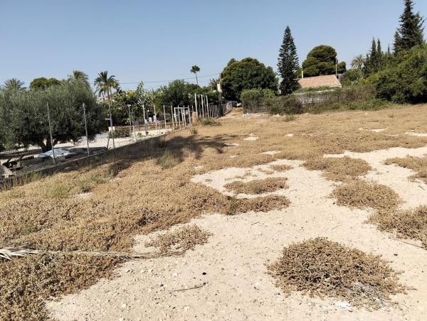 Terreno en Crevillente photo 4