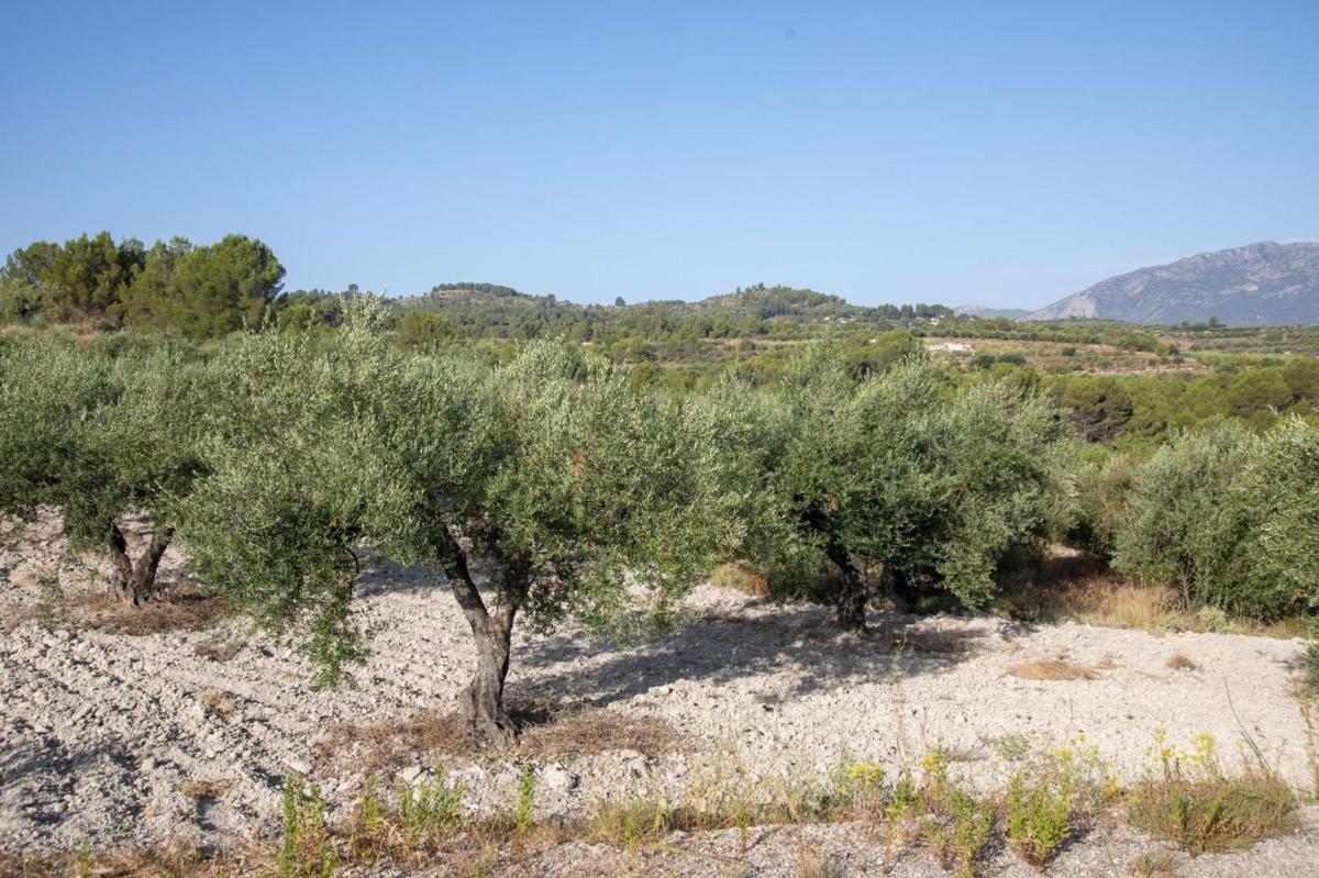 Terreno en venta en Almudaina, Alicante photo 5