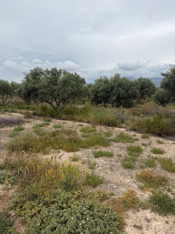 Terreno en venta en Agost, Alicante photo 2