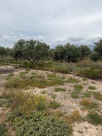 Terreno en Partida Rochet, km 2, Agost photo 2