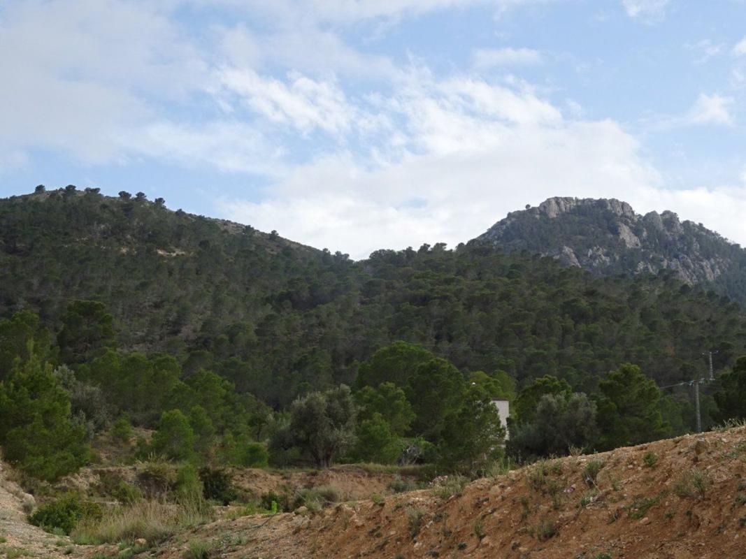 Venta de finca rústica en Finca rústica en Pedanías Oeste, Aspe , Aspe photo 4