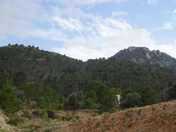Продаётся загородный участок в  Finca rústica en Pedanías Oeste, Aspe , Аспе photo 4