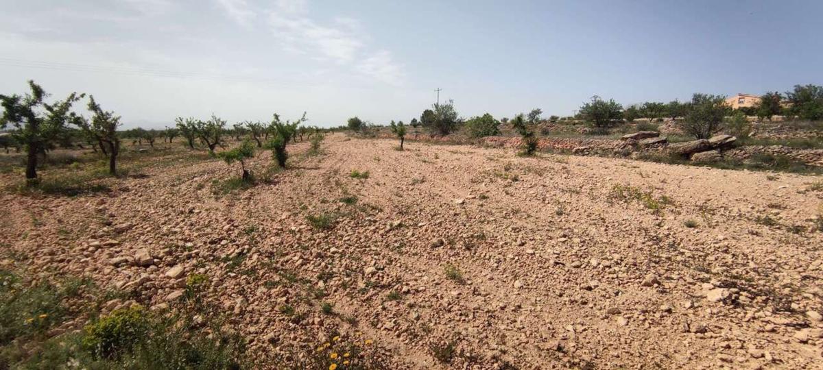 Venta de finca rústica en Finca rústica en Pinoso , Pinoso photo 4