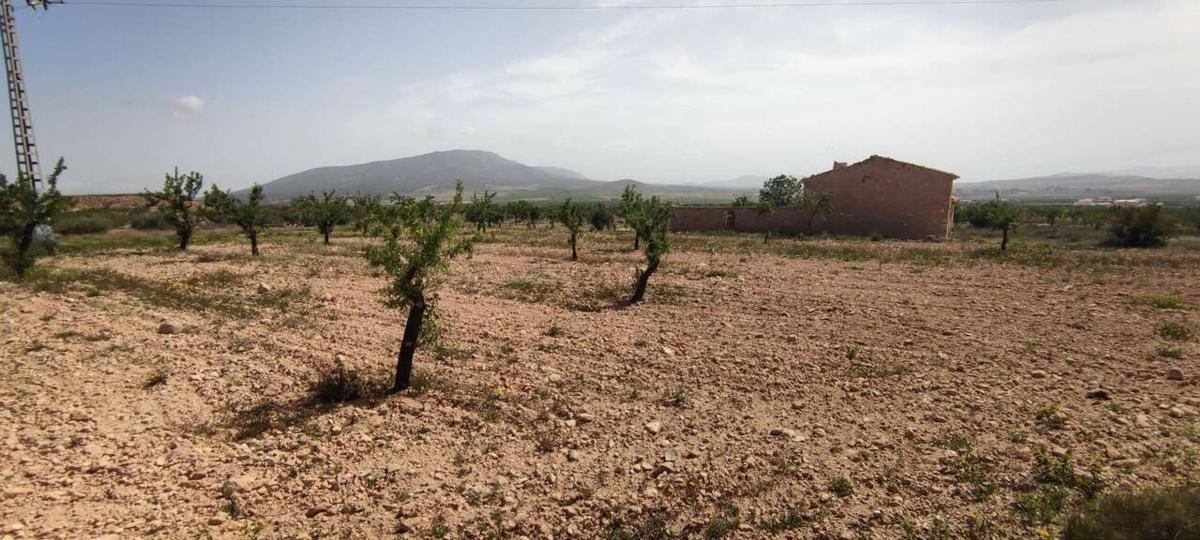 Venta de finca rústica en Finca rústica en Pinoso , Pinoso photo 5