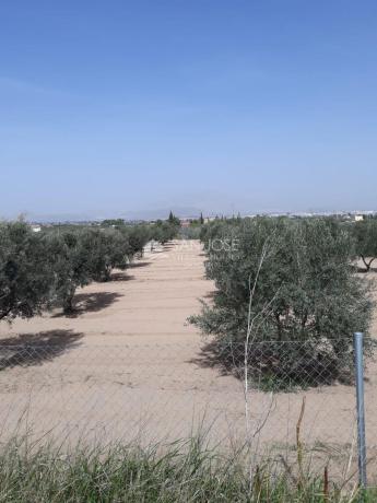 Finca rustykalna na sprzedaż w  Finca rústica en Pedanías Este, Aspe , Aspe photo 4