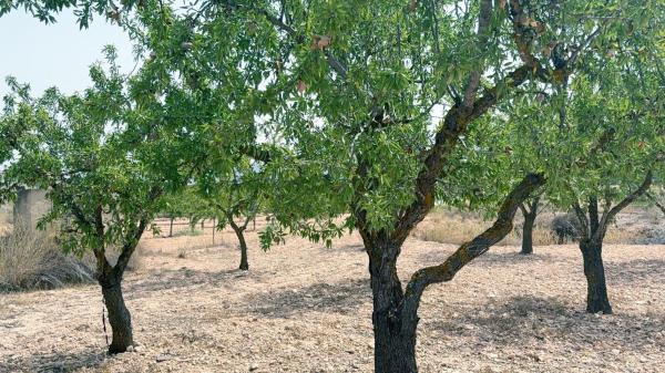 Продаётся загородный участок в  Finca rústica en Calle Don Quijote, Monovar , Моновар photo 1