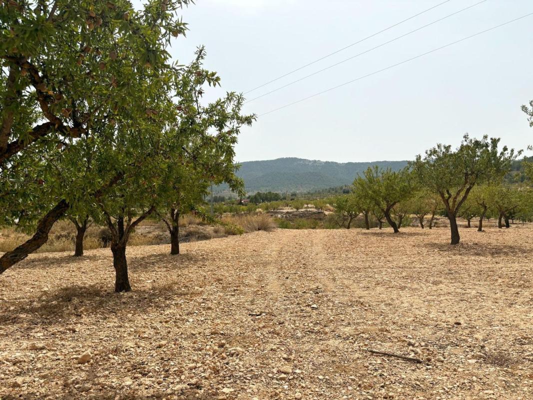 Продажа загородного участка в  Finca rústica en Calle Don Quijote, Monovar , Моновар photo 2