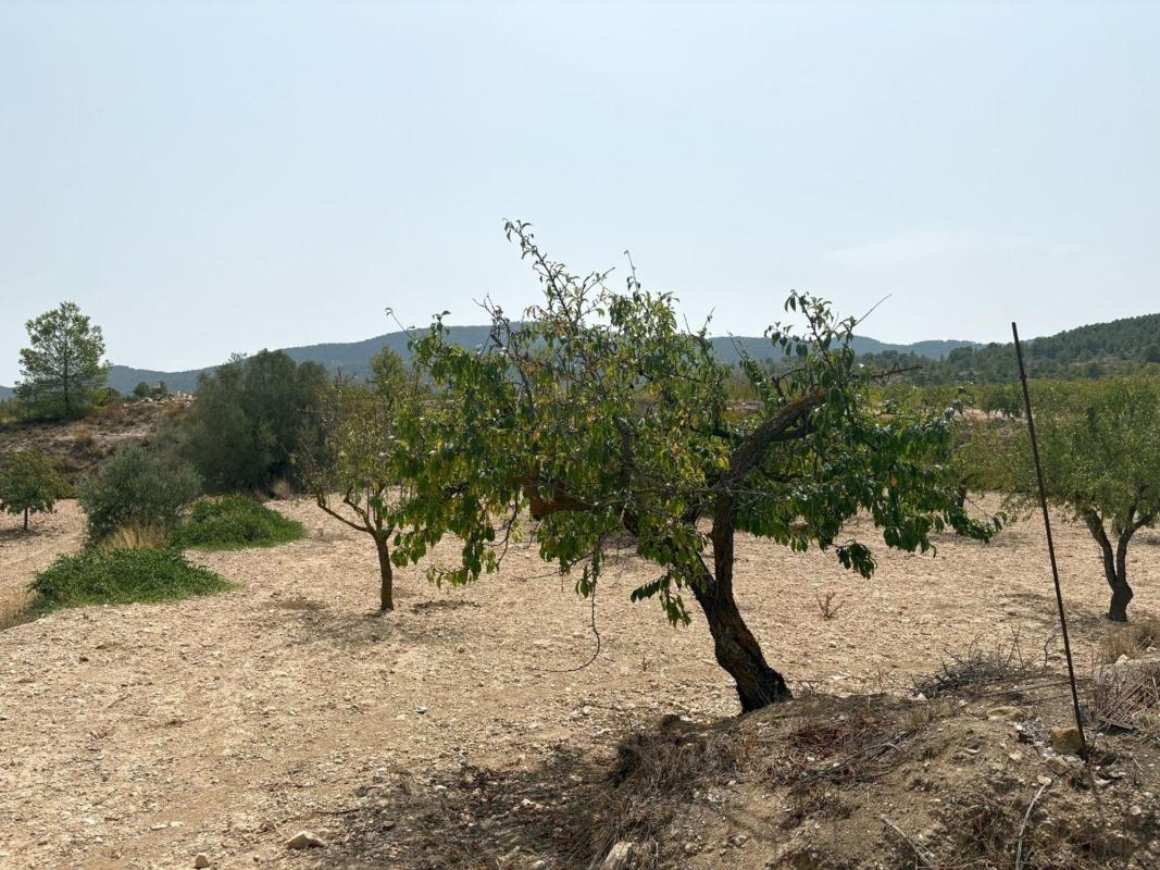 Продажа загородного участка в  Finca rústica en Calle Don Quijote, Monovar , Моновар photo 3
