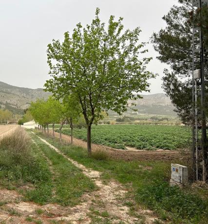 Finca rustykalna na sprzedaż w  Finca rústica en Camino Mosen Juan, 23, Onil , Onil photo