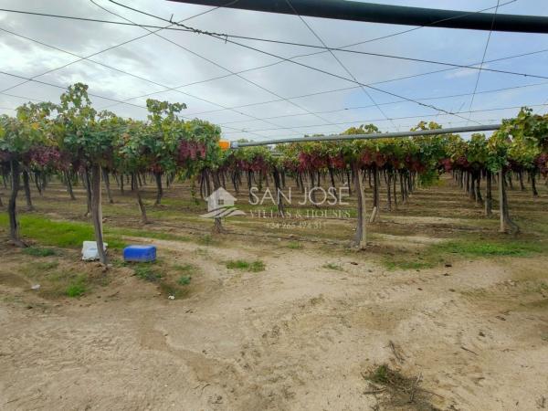 Finca rustykalna na sprzedaż w Finca rústica en Pedanías Este, Aspe , Aspe thumbnail 2