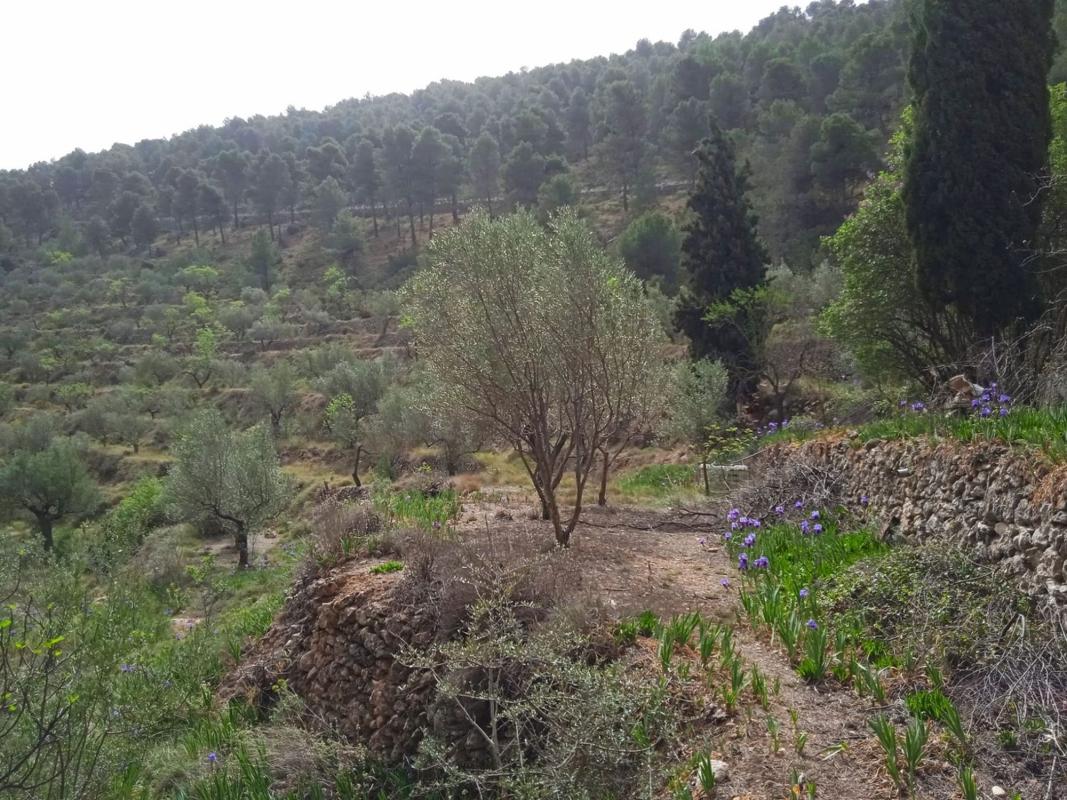 Venta de finca rústica en  Finca rústica en Carretera Font Roja s/n, Centro - Zona Alta, Alcoy / Alcoi , Alcoy / Alcoi photo 5