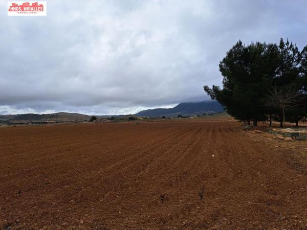 Finca rustykalna na sprzedaż w  Finca rústica en Hondón de las Nieves , Hondón de las Nieves photo 4