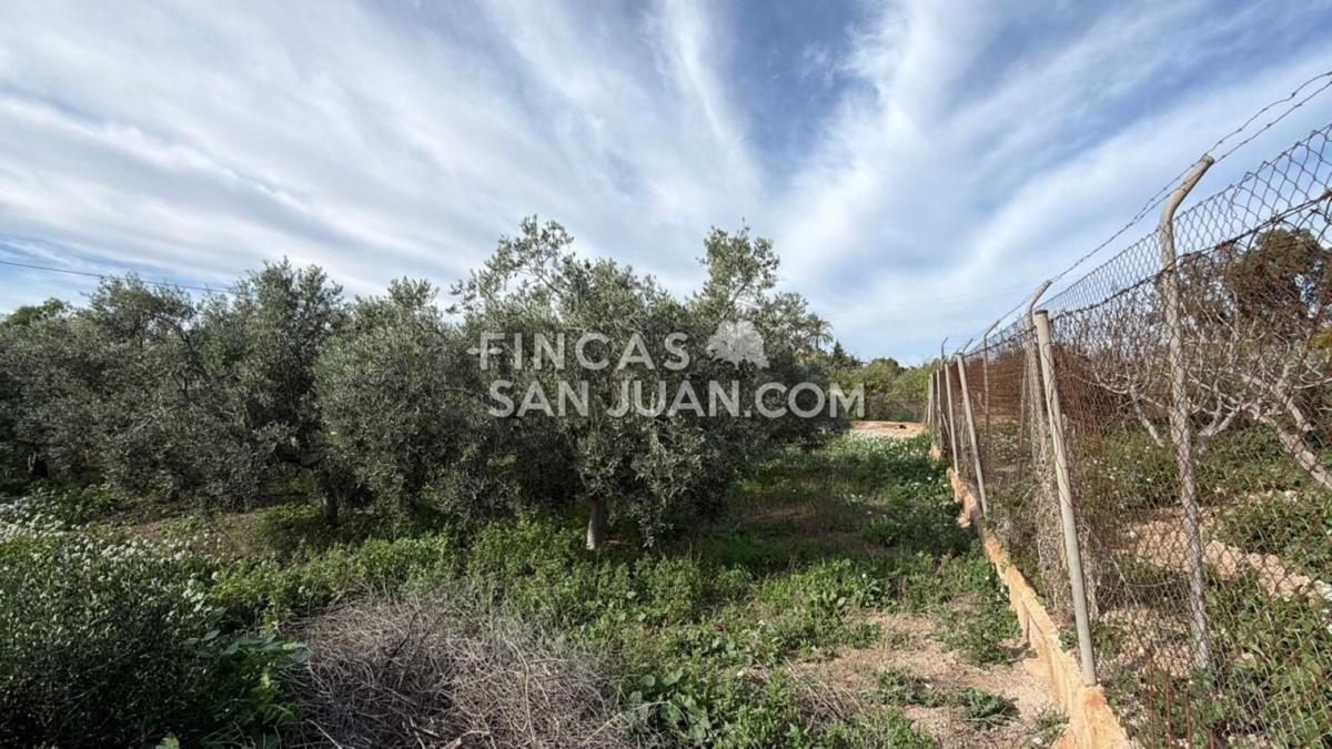 Продажа загородного участка в Finca rústica en Centro, Mutxamel , Мутхамель photo 2