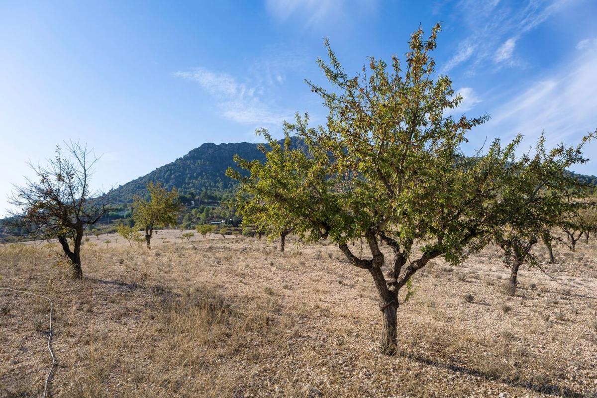 Sprzedaż działki rolnej w  Finca rústica en Diseminados, Camara, 33, San Crispín - Huerta Nueva - Estación, Elda , Elda photo 3