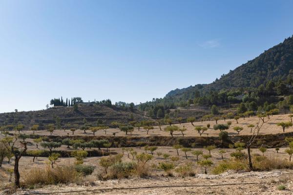 Finca rústica en venta en  Finca rústica en Diseminados, Camara, 33, San Crispín - Huerta Nueva - Estación, Elda , Elda photo 4